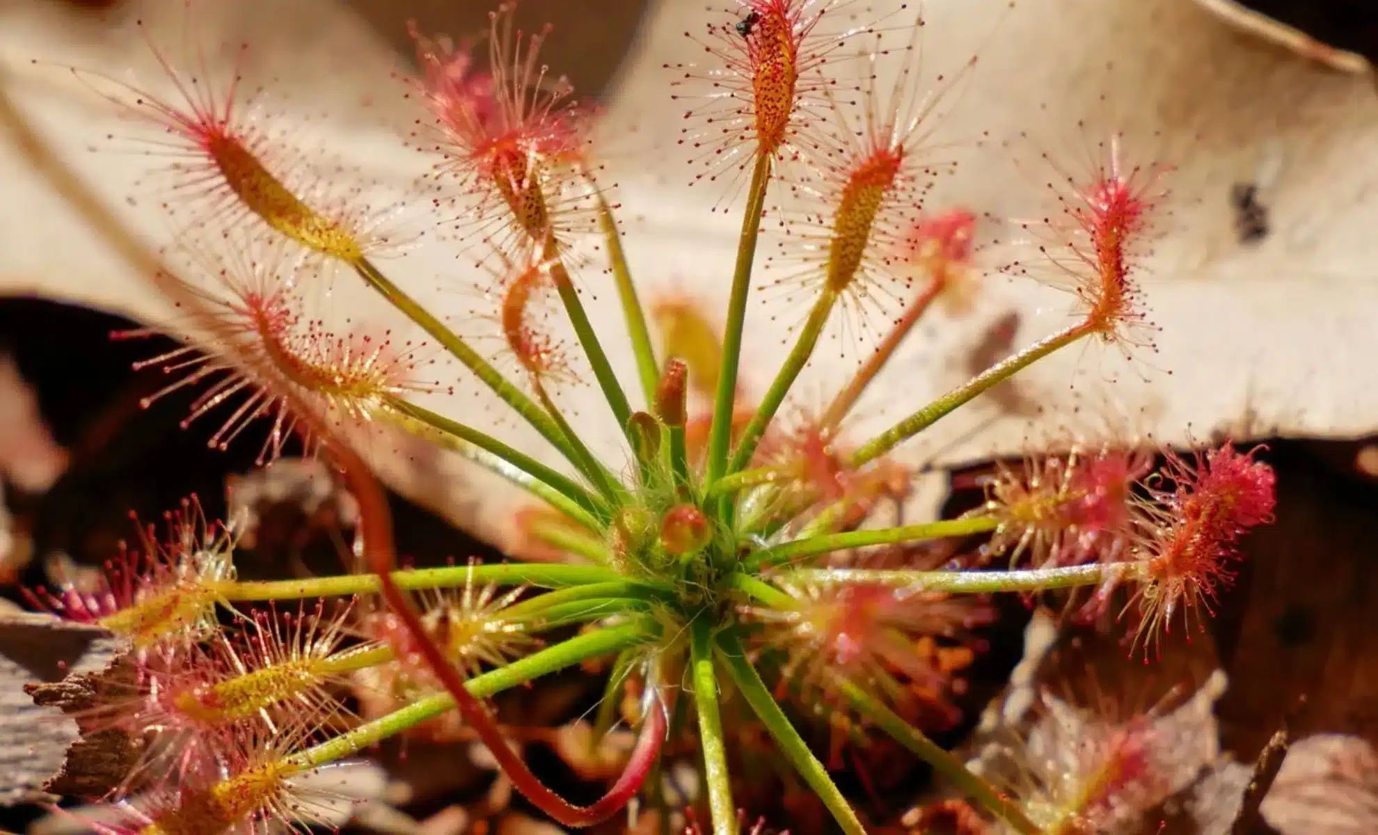 Thriving Beyond Borders: The Rediscovery of a Rare Carnivorous Plant