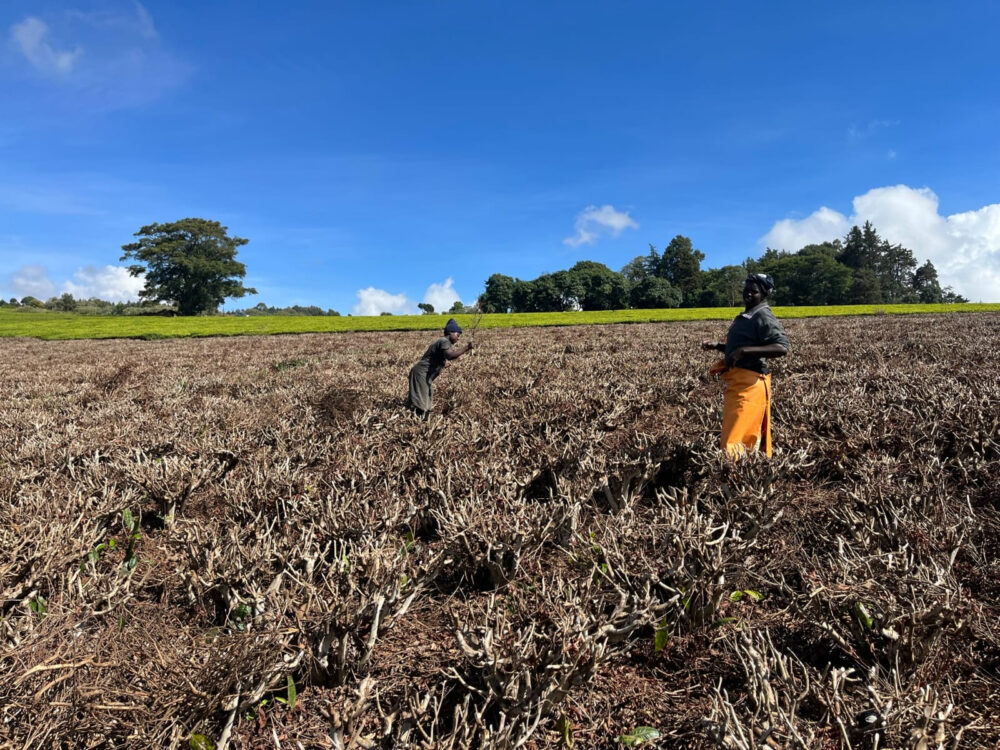Reworking Kenyan Tea Waste into Clear Power and Fertilizer with Welsh Expertise