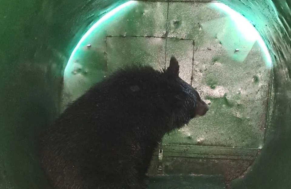 Black Bear Rescued After 11-Day Urban Odyssey in Nigeen