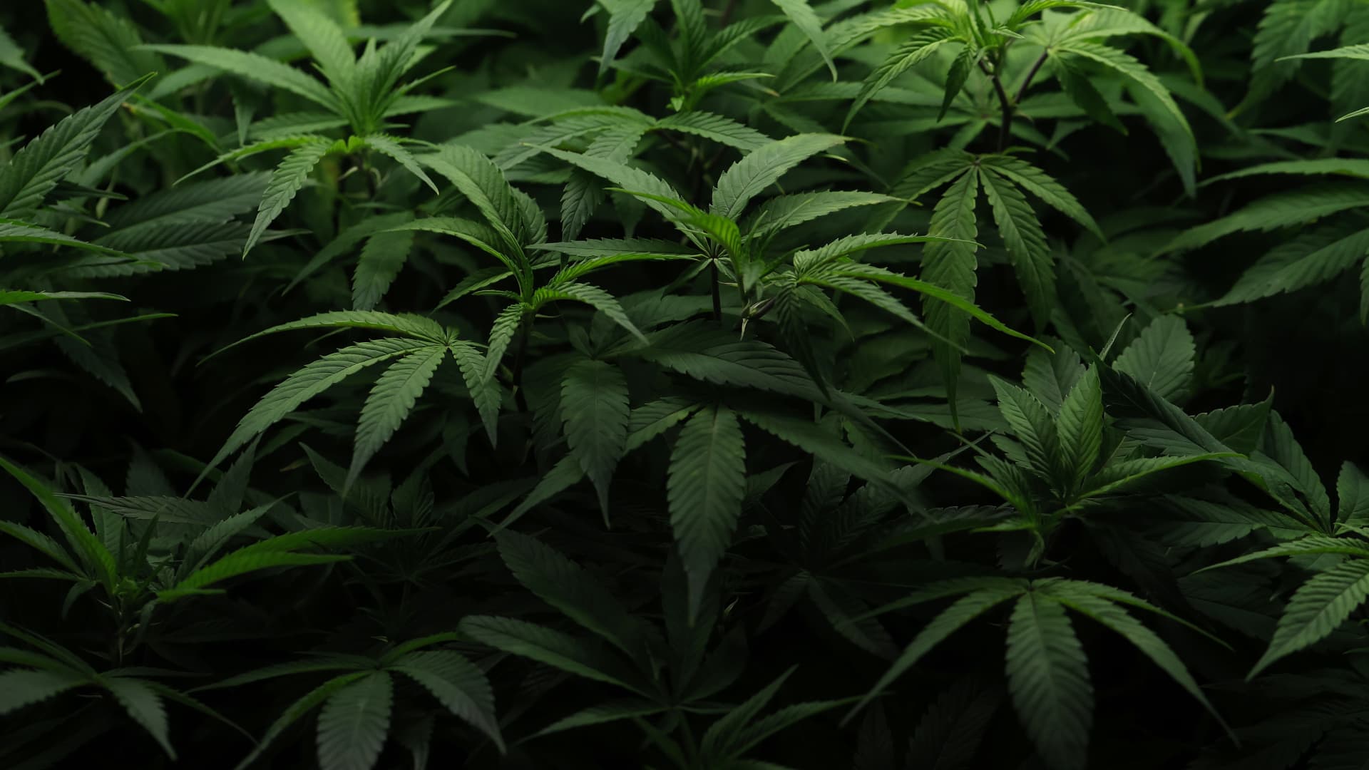 Shares Rally on Information of Trump’s Plans to Ease Rules