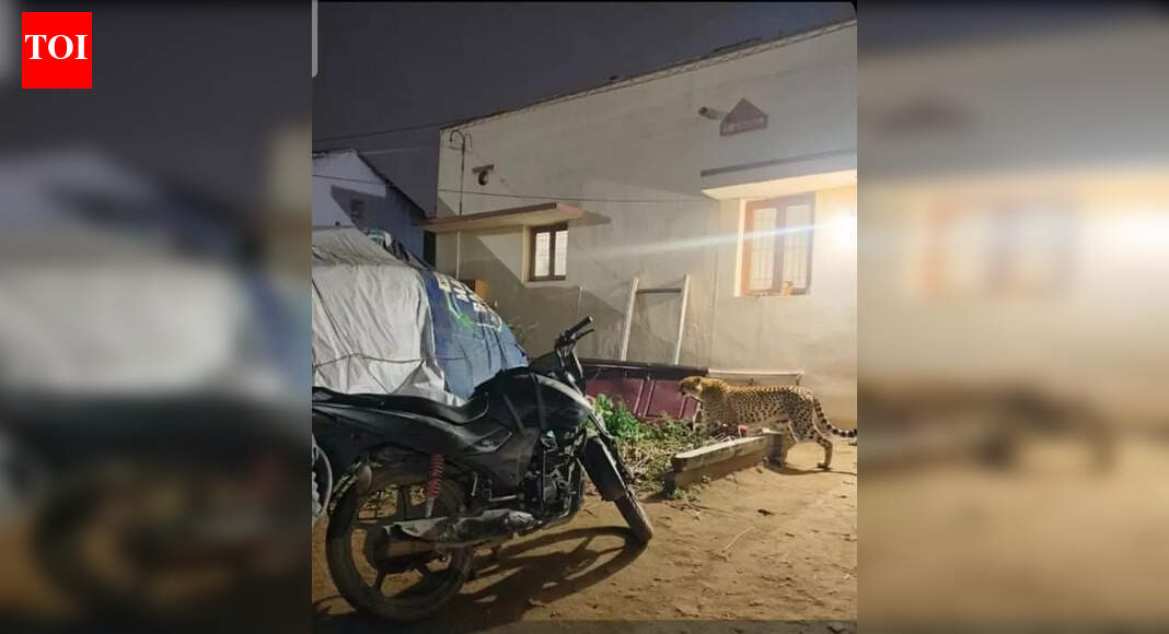 AI-Generated Leopard Image Goes Viral in Coimbatore, Forest Department Issues Rumor Warning