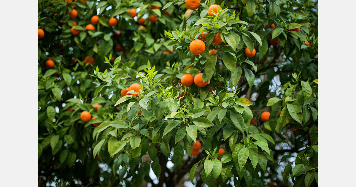 Enhanced Citrus Yields in Brazil By Agrarius Know-how