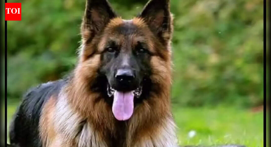 Tragic Loss: Sisters Take Their Lives Amidst Sickness of Beloved German Shepherd in Lucknow