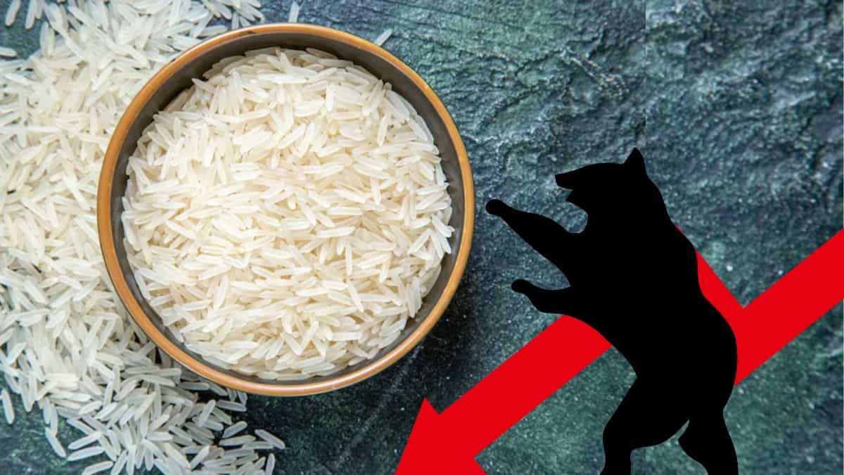 Reasons Behind Today’s Decline in Rice Stocks: KRBL, LT Foods, and AWL Agri Business