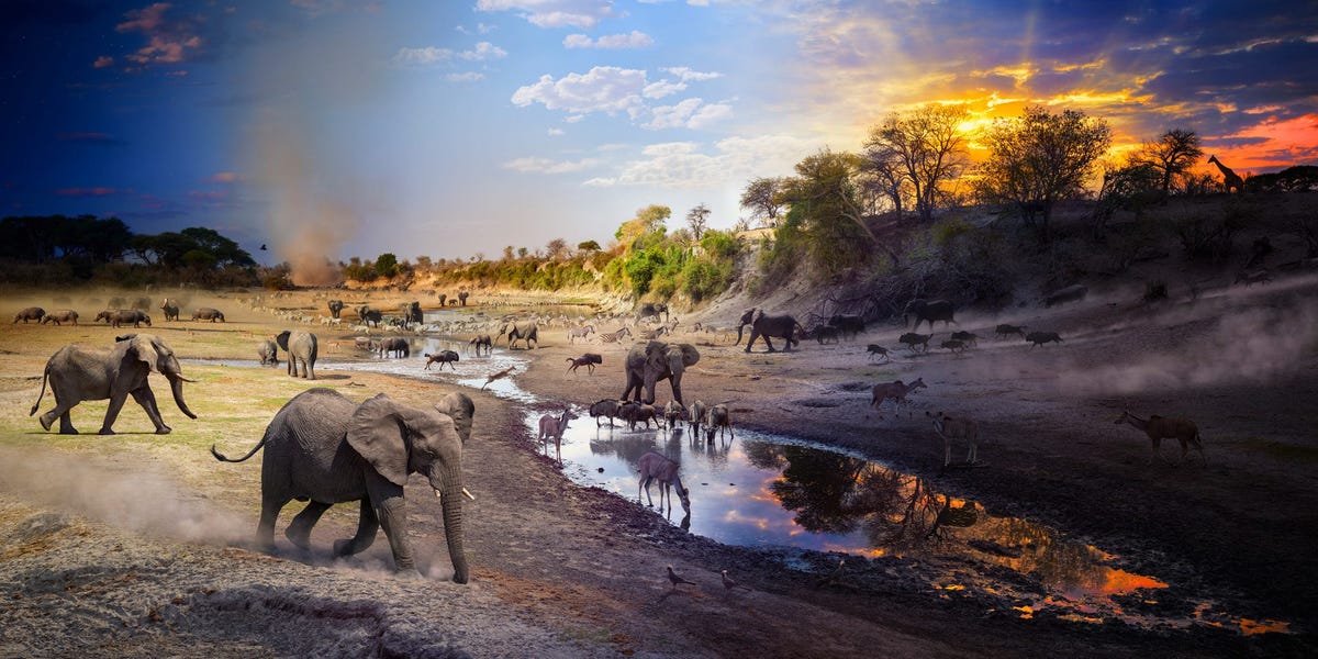 Nationwide Geographic’s Greatest Wildlife Pictures of the 12 months