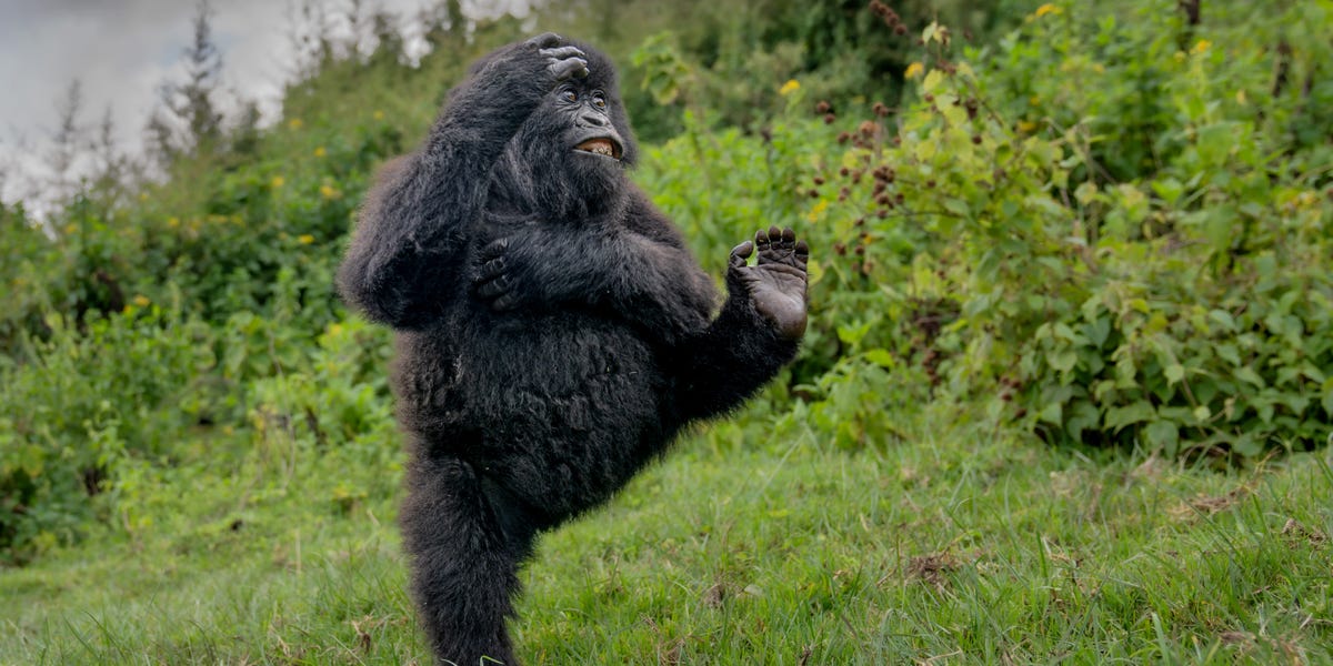 Hilarious Moments: Comedy Wildlife Pictures Awards 2025