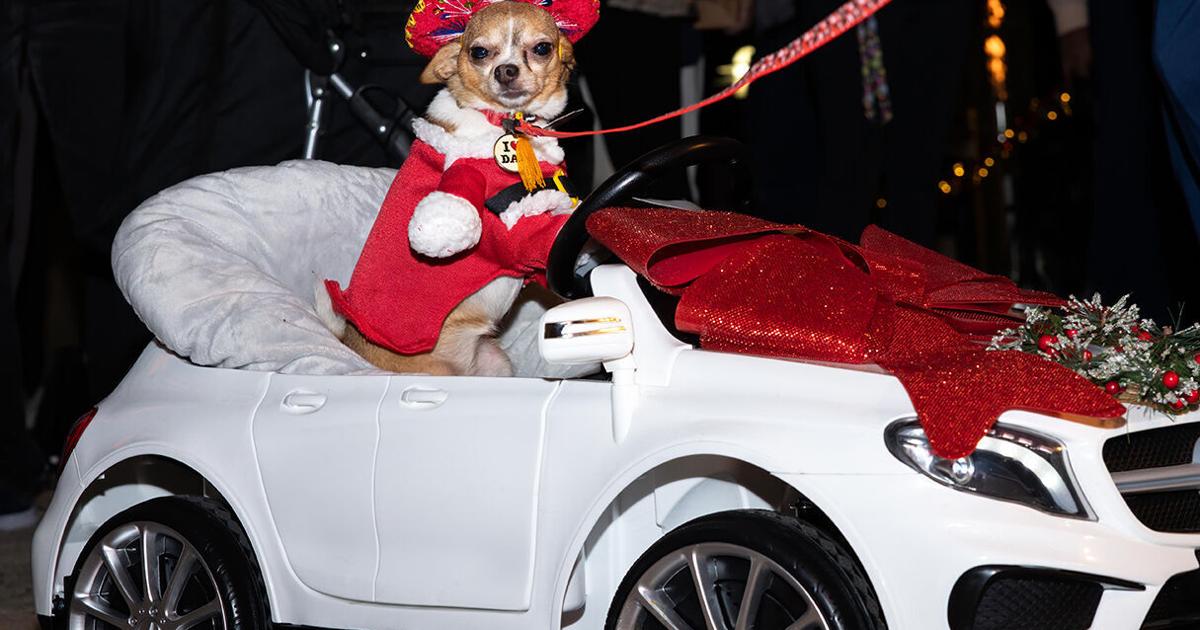 Christmas Island Canine Carnival: A Group Pet Parade
