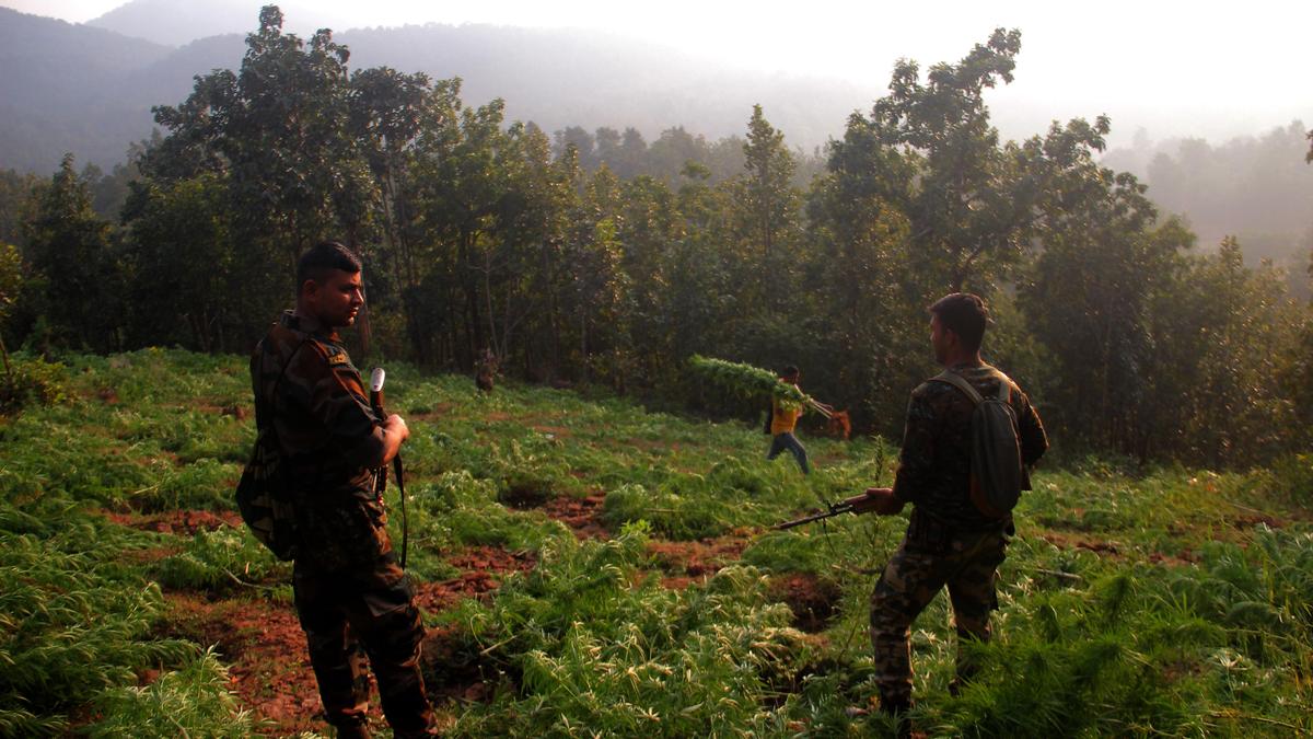 Harmful Results of Hashish Cultivation on Kandhamal’s Lush Hills