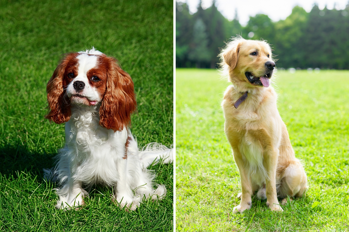 When Golden Retrievers and Cavaliers Collide: The Shocking Arrival of Miniature Puppies