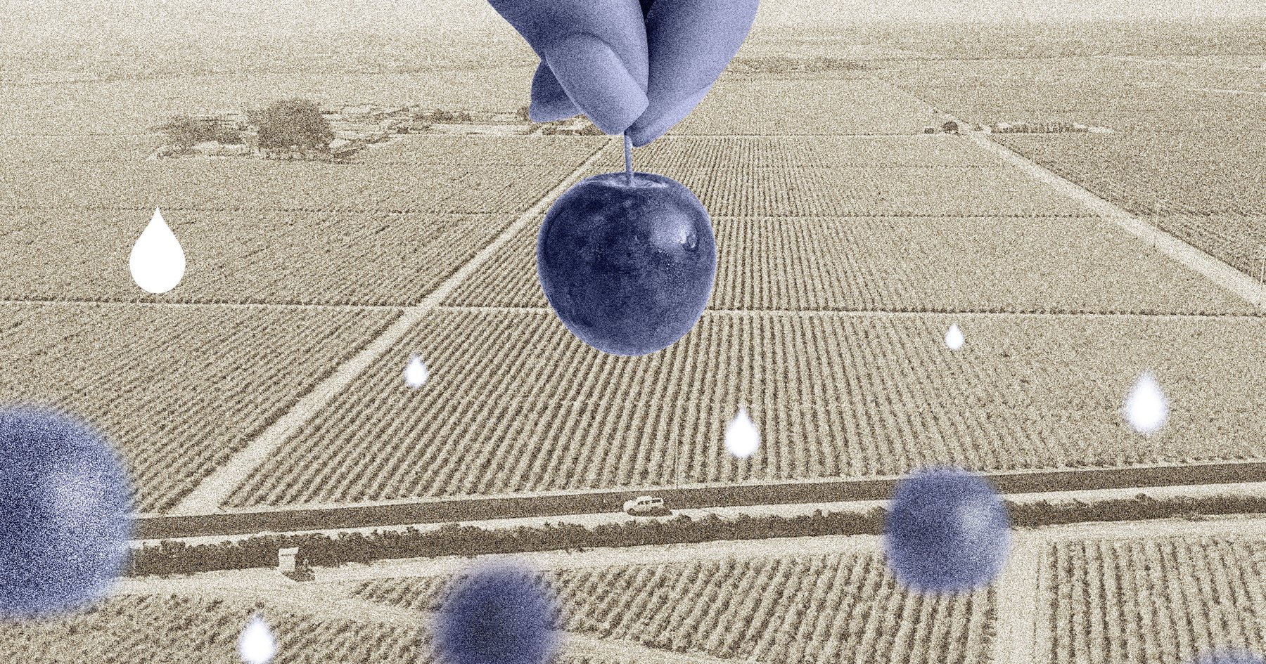 Thirsty Income: Ica’s Water Disaster and the International Export Trade