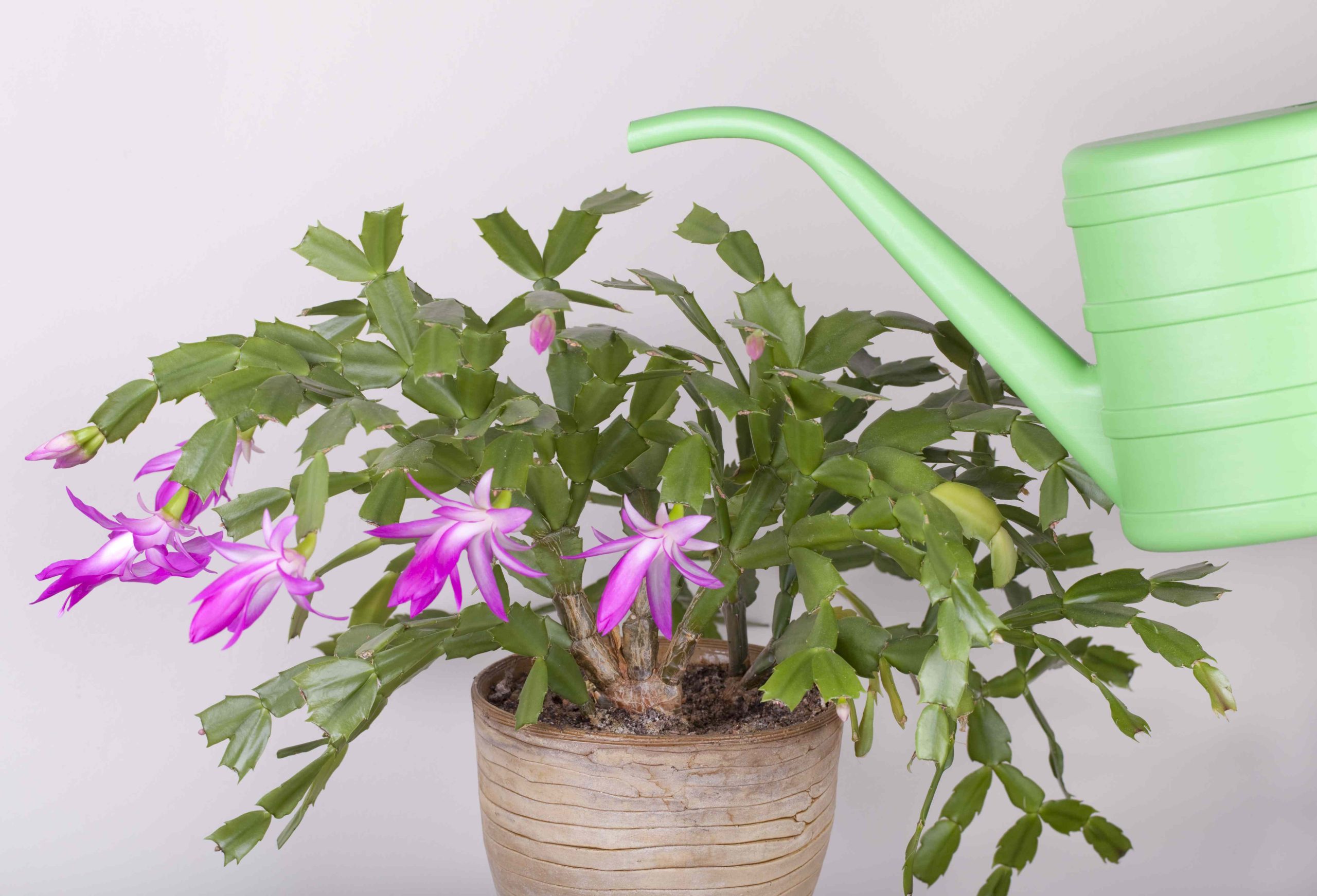 Is Sugar Water Helpful for Christmas Cactus? Insights from a Grasp Gardener