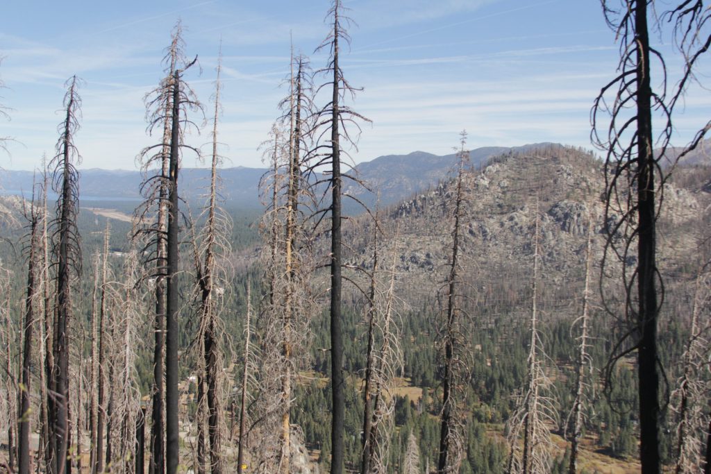 Caldor Fire Restoration: Forest Service Requests Public Input