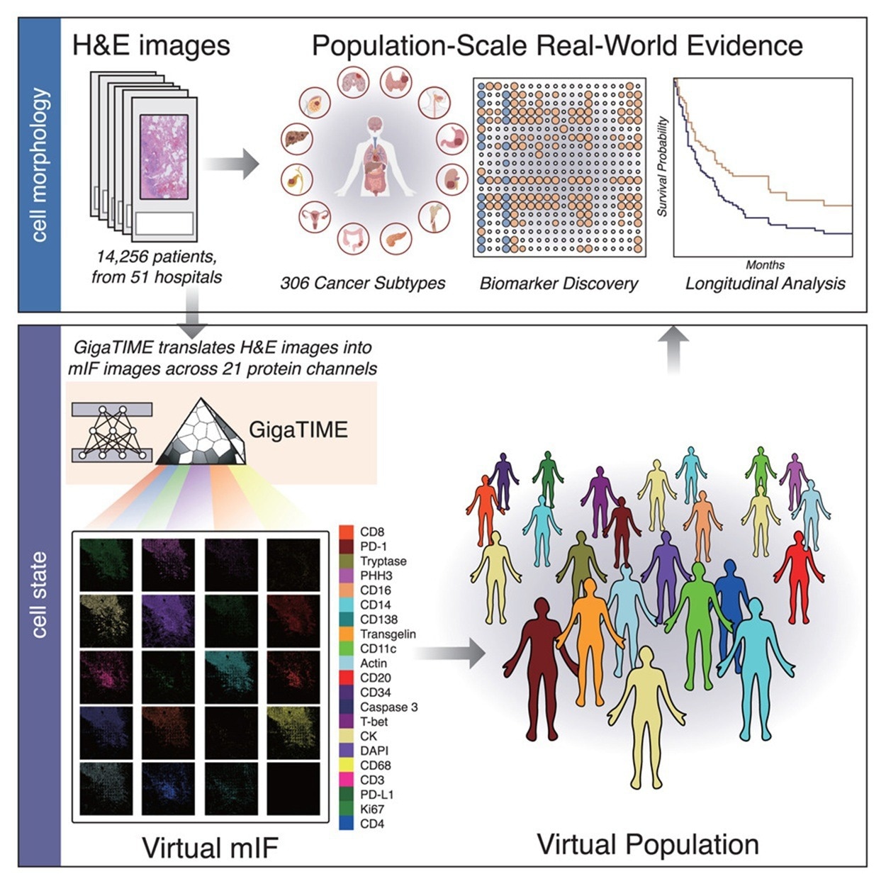 Remodeling Pathology Slides into Insightful Tumor Immune Panorama Maps with AI
