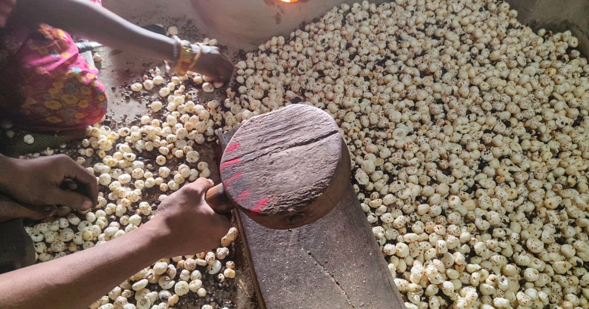 Indian Fox Nuts Search New Markets Amid Trump’s Tariffs