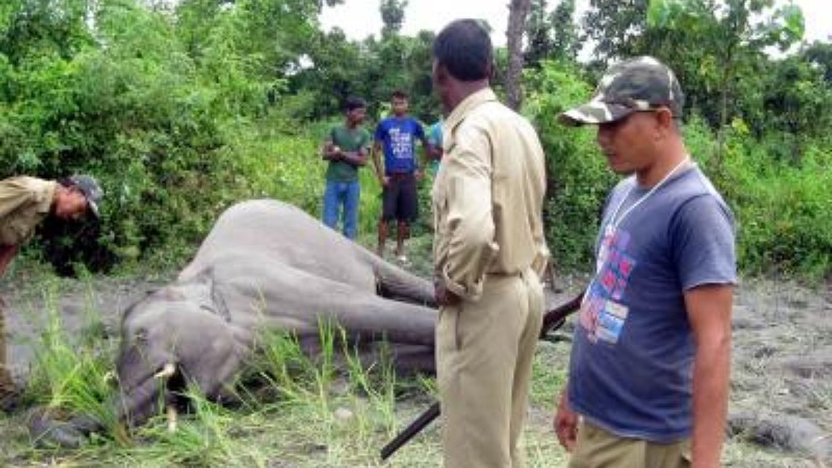 Indian Railways Implements AI for Elephant Detection on Tracks to Enhance Safety