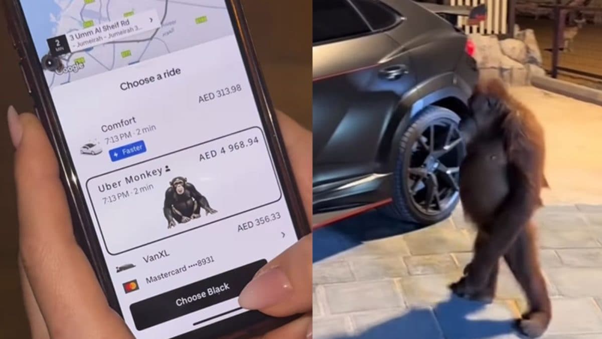 Dubai Woman Hires ‘Uber Monkey’ for Rs 1.2 Lakh to Travel 15 Minutes in Style