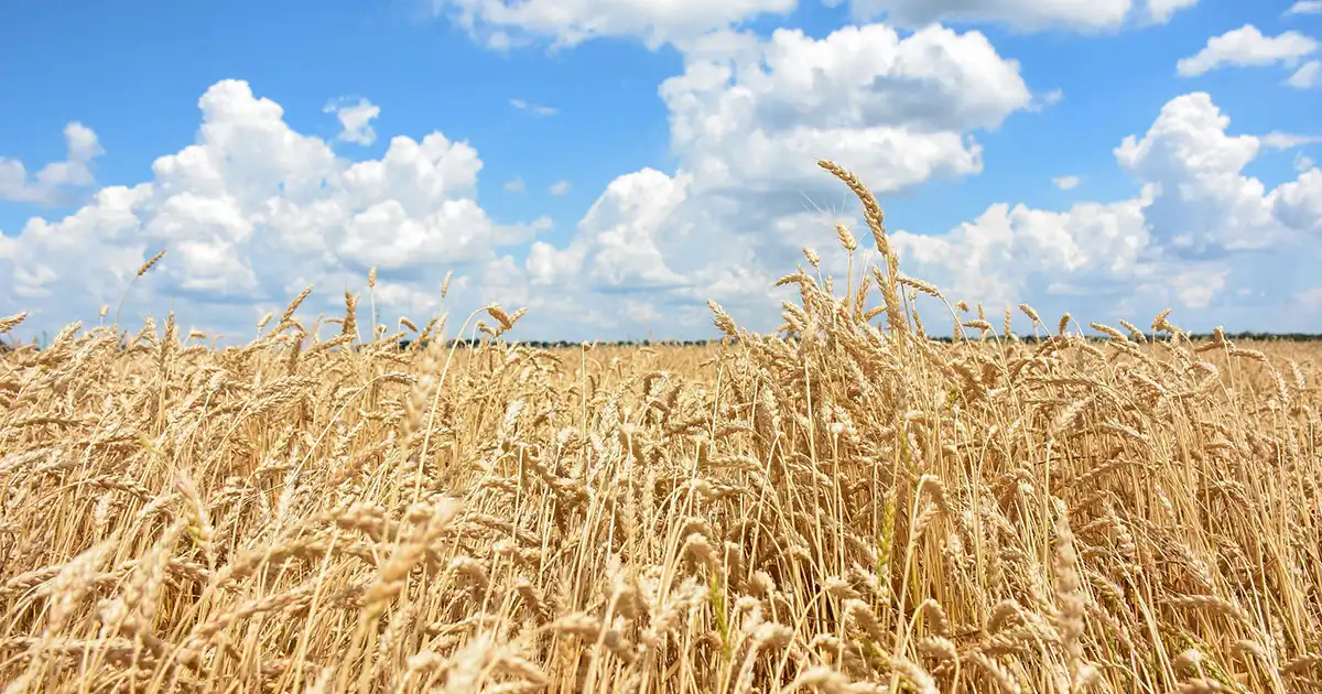 Classes from Farm Credit score Canada’s $1.9 Billion Sustainable Finance Initiative for Agricultural Finance Establishments