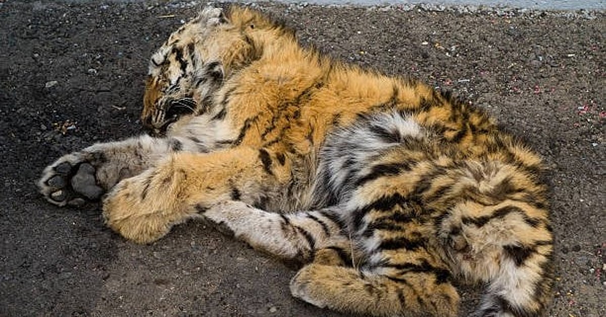 Tragic Deaths of Rescued Tiger Cubs at Mysuru Zoo