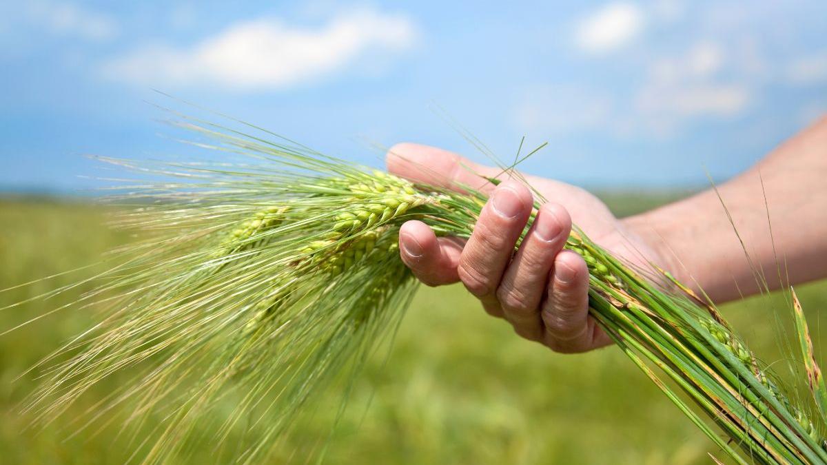 Empowering Farmers: How AI is Enhancing India’s Food Security