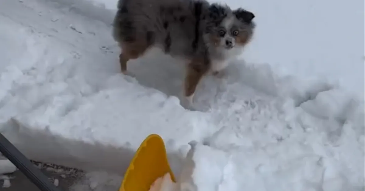 Canine’s Hilarious Snow Shovel Obsession!