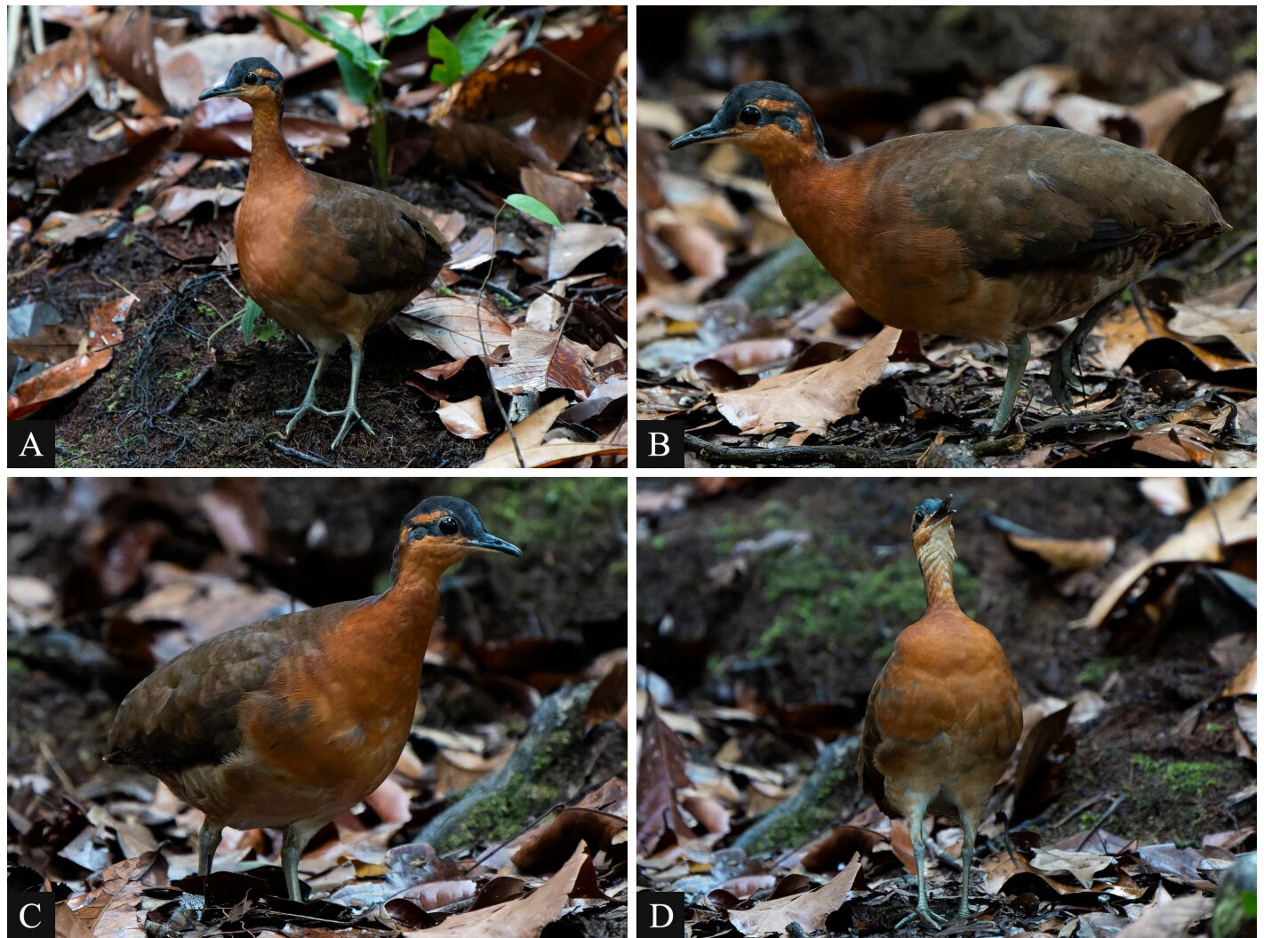 New Tinamou Species Discovered in Amazon Mountains Faces Immediate Extinction Risk