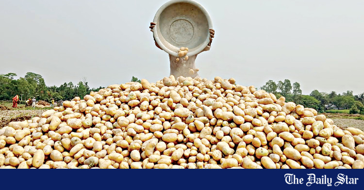 Bangladesh’s Minimal Share within the International Potato Market: Simply 0.01%