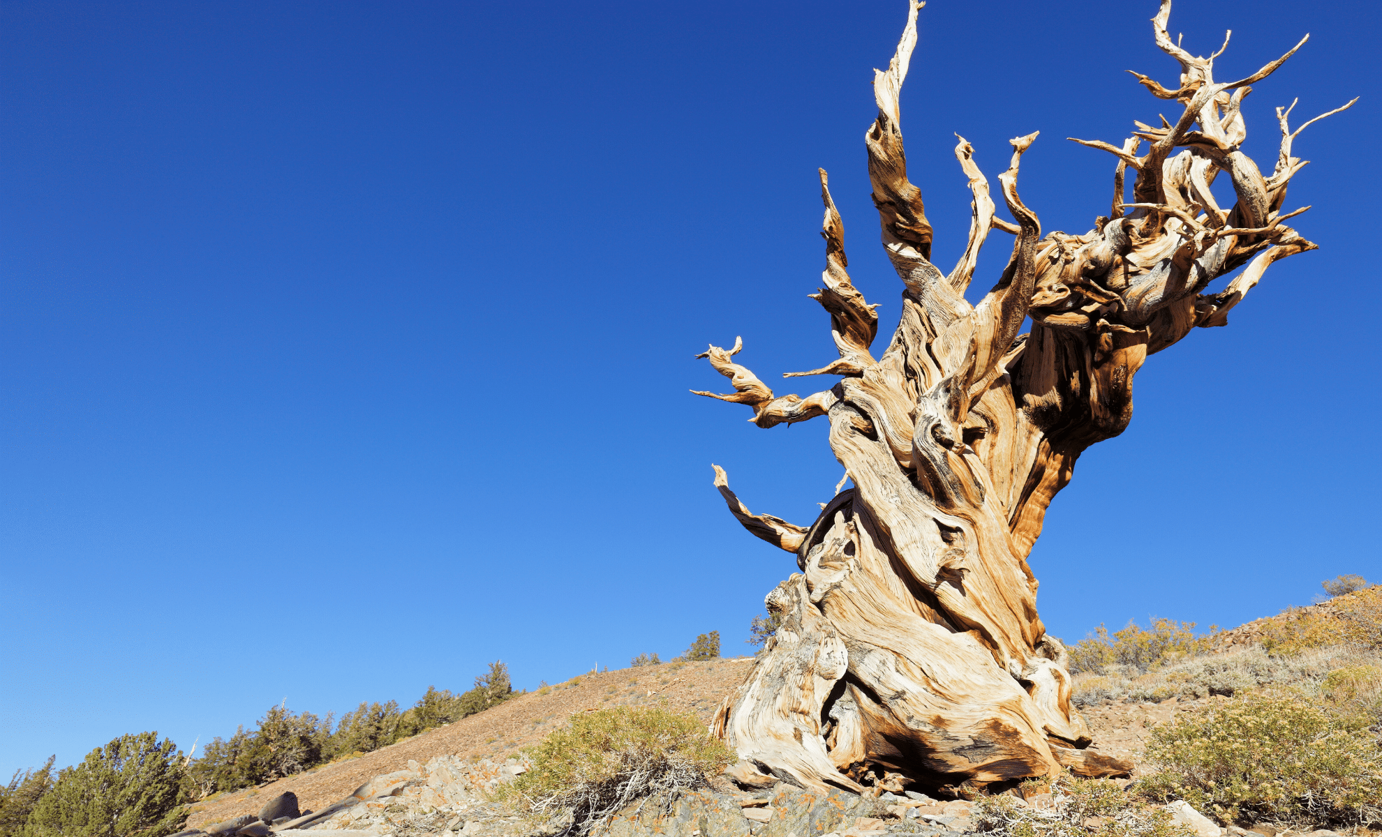 The Tragic Destiny of Prometheus: The Historical Tree That Ended on the Palms of Science