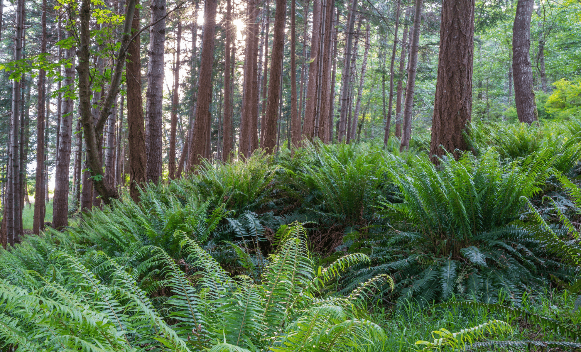 Newly Found Species with Distinctive Spines Unveiled in Colombia