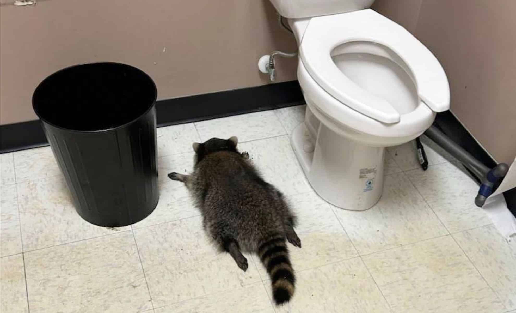Raccoon Busted After Wild Night at Virginia Liquor Store