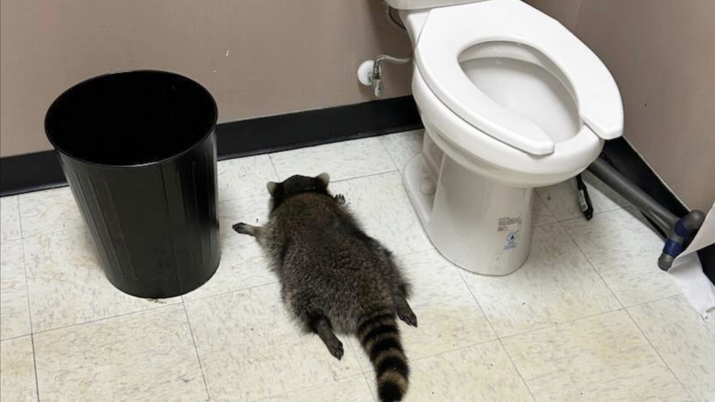 Raccoon Busted: Alcohol-Soaked Night in Virginia Liquor Store