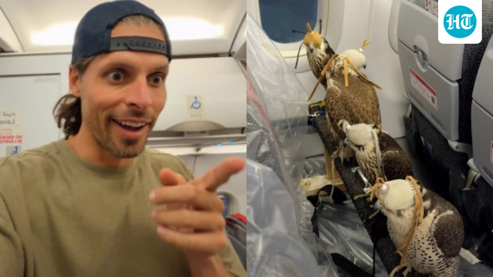 Distinctive Encounter: Dutch Passenger Spots Falcons on Industrial Flight within the Arab World